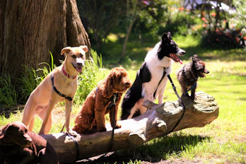 shallow focus photo of dogs on tree log