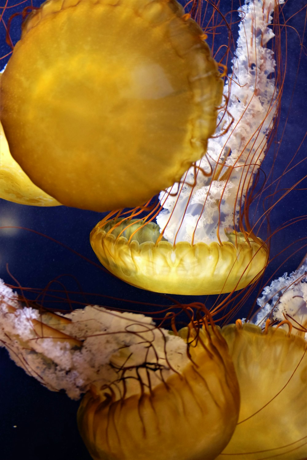 yellow and white jellyfish