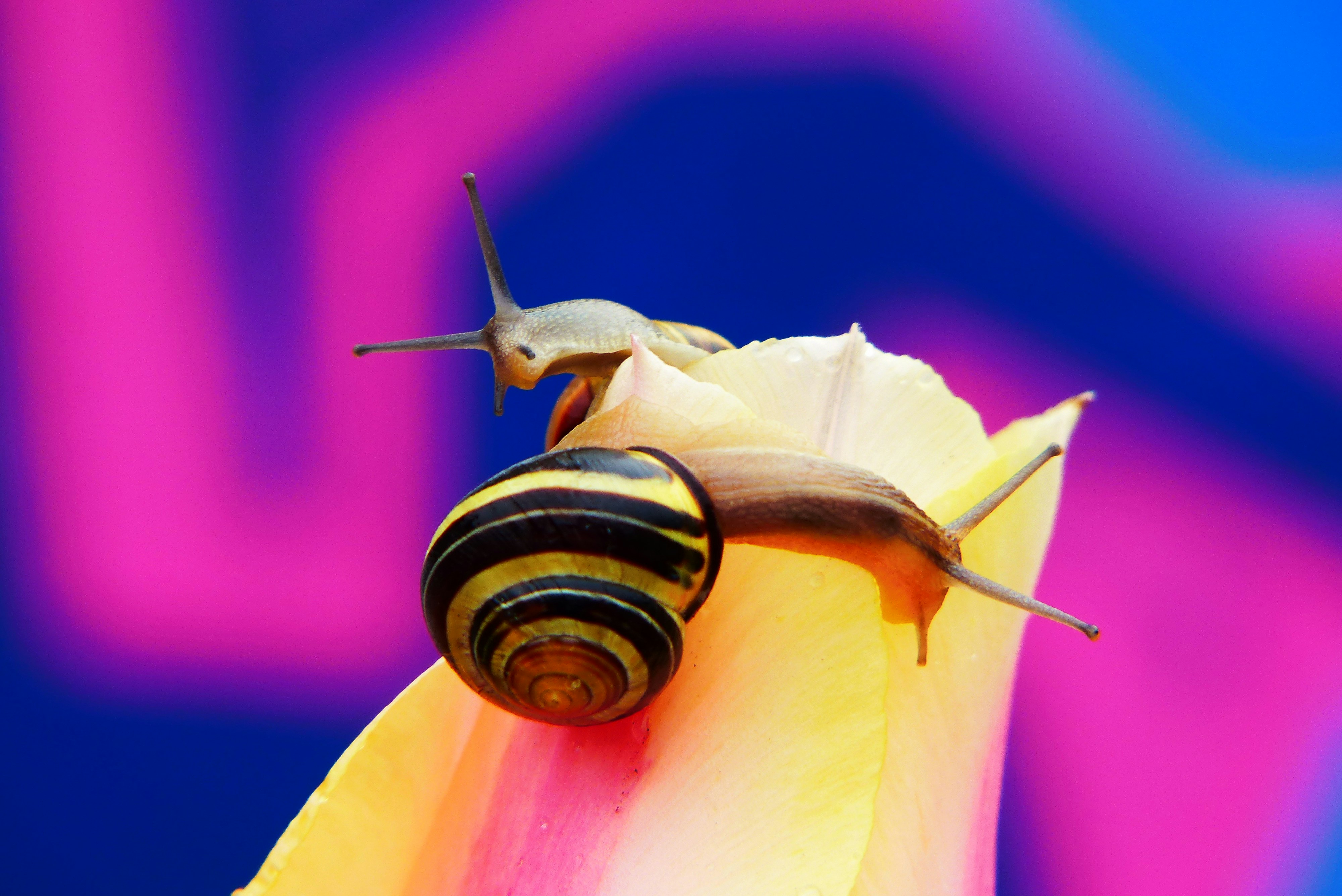 A colorful Matisse Poster Print of "The Snail"