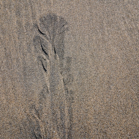 Fine-grained sand displays a textured surface with subtle undulating patterns, suggesting a natural formation possibly caused by wind or water movement.