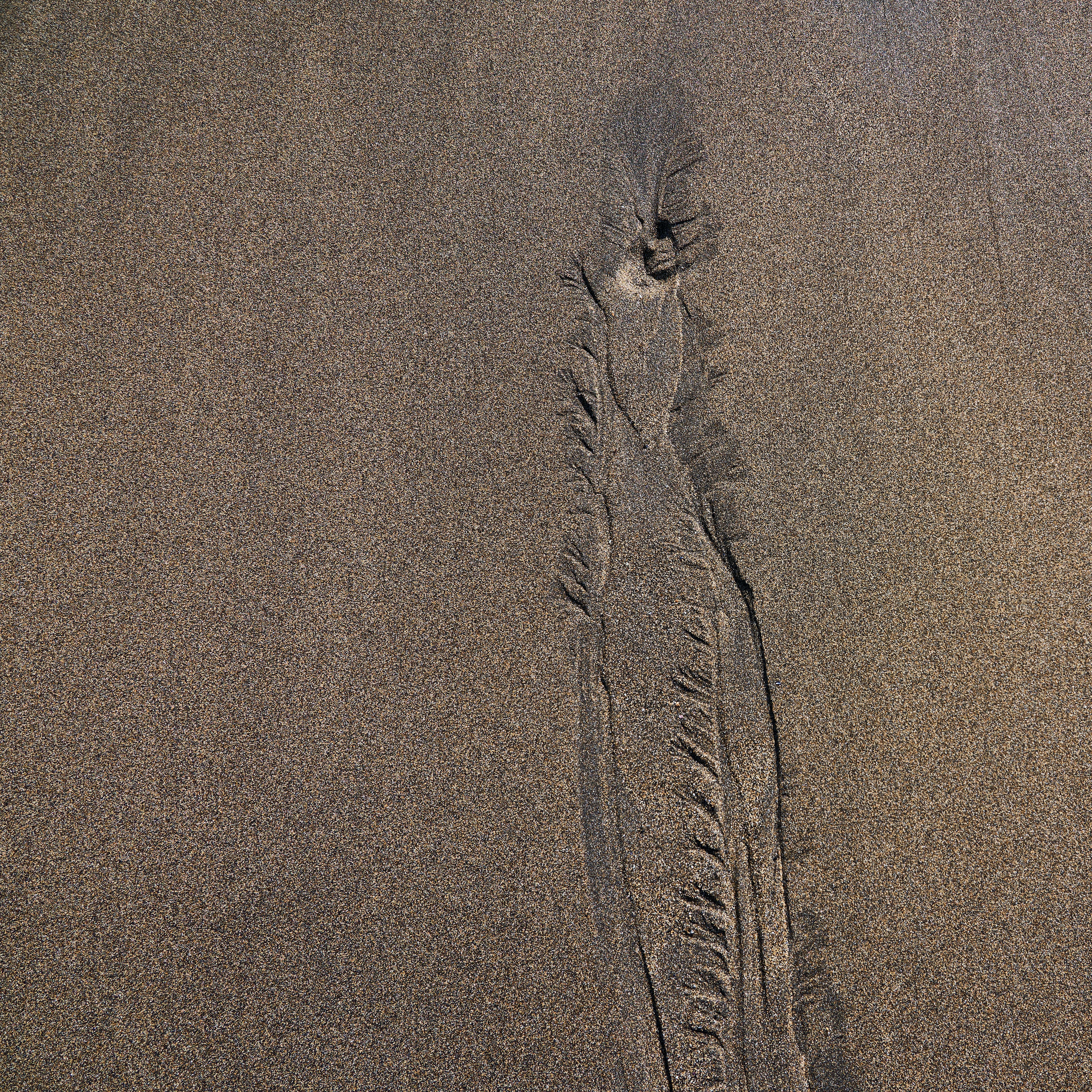Abstract creatures on black sand beach, the Snaefellnes peninsula, Iceland