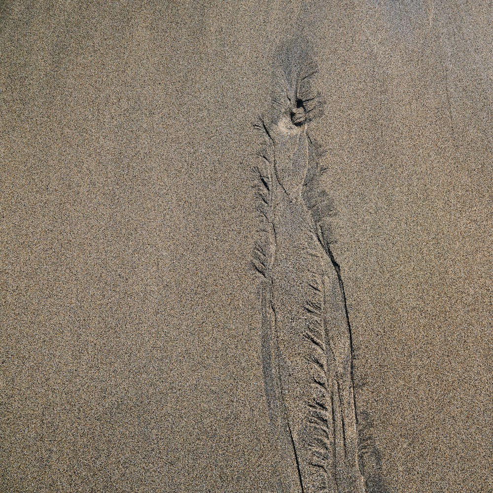 prints on brown sands