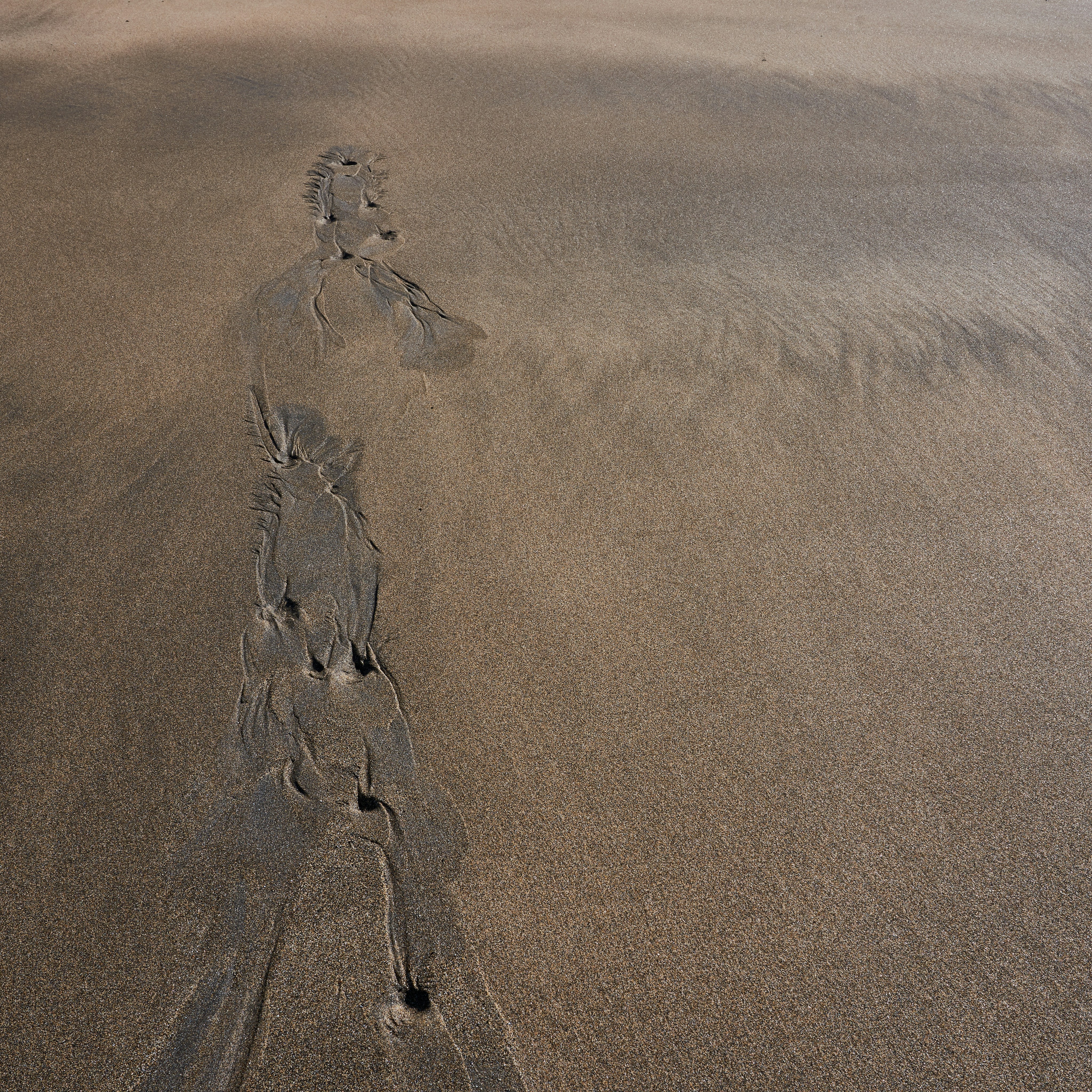 holes on brown ground