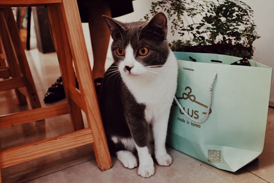 A grey and white cat with orange eyes sits on the floor next to a wooden chair and a light green shopping bag with 'made in Korea' written on it. Behind the cat, there is a plant.