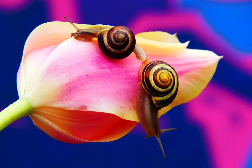 snail on the tulip flower