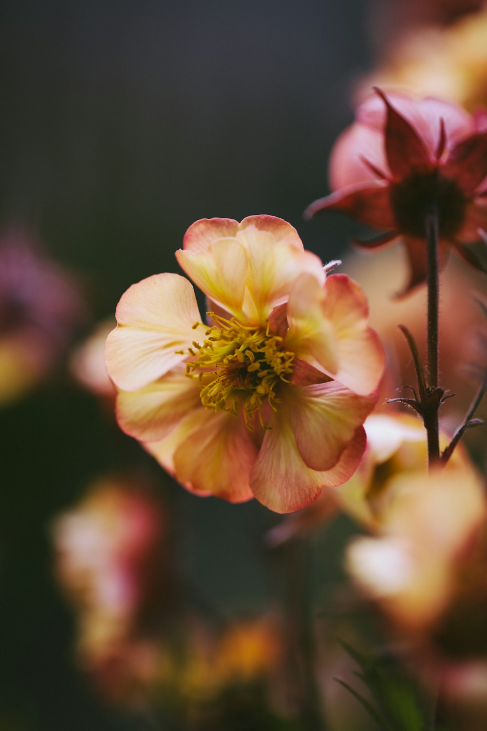 咲くベージュとピンクの花びらの花