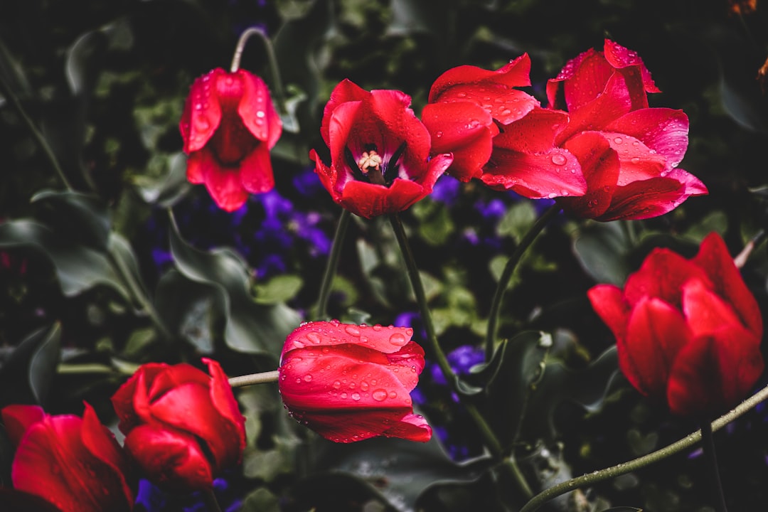 water drops on blooming red tulip flowers