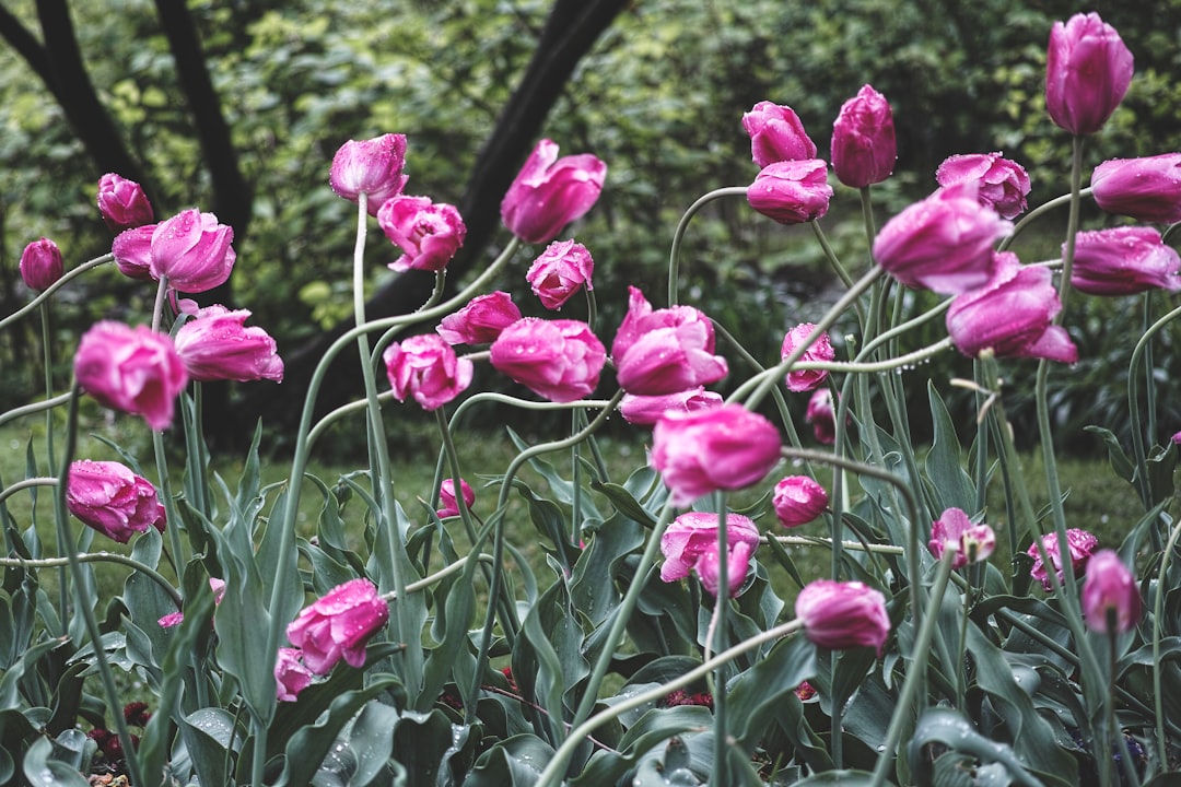 pink tulip flower