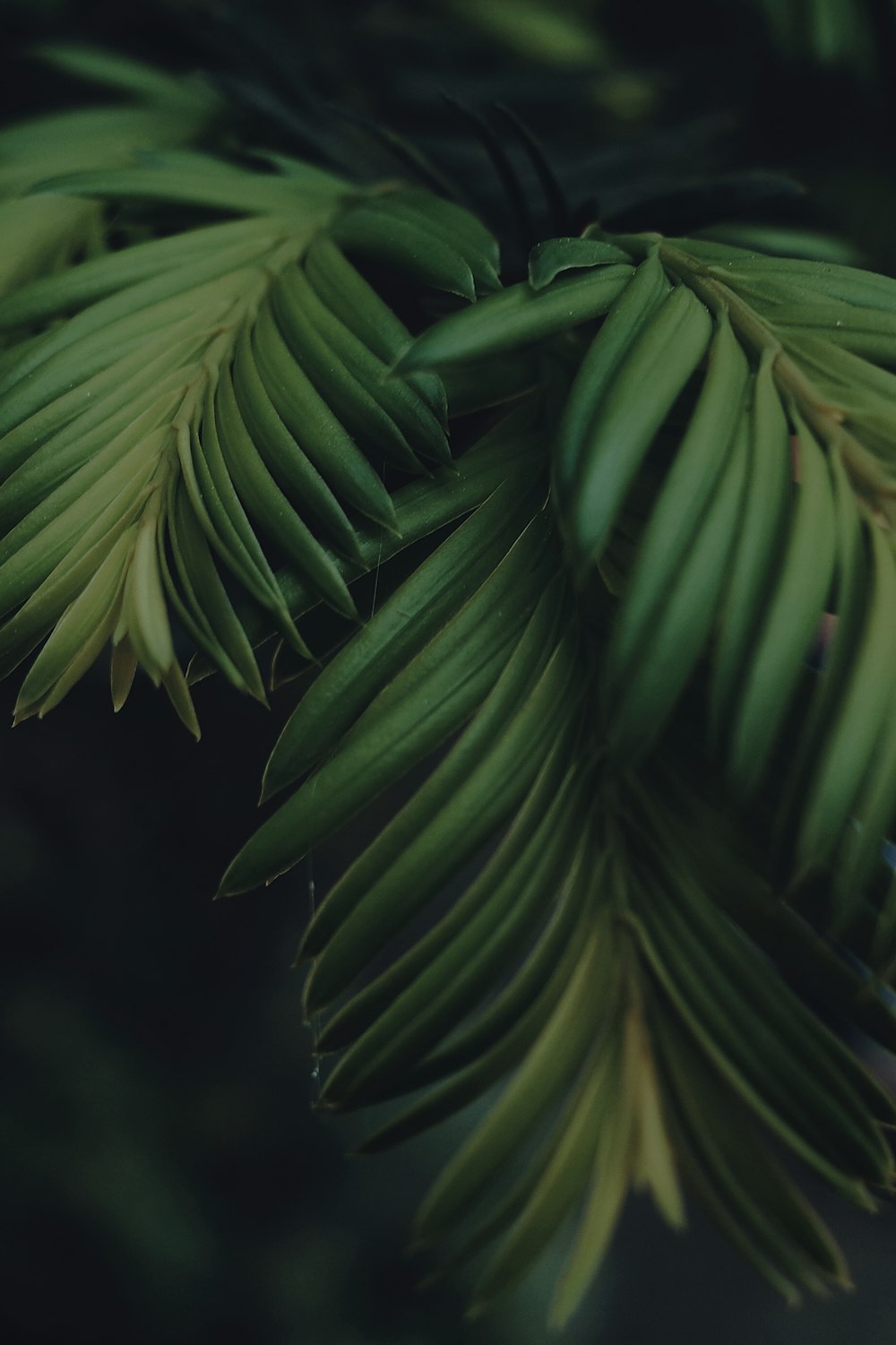 green-leafed plant