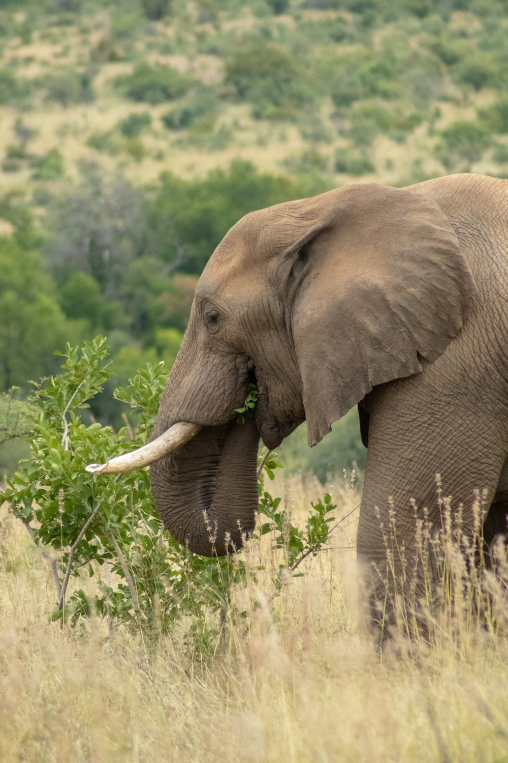grey elephant grazing on open field