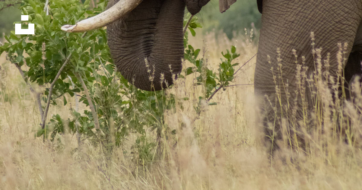 Elephant In Field Grey elephant grazing on open field photo – Free Pilanesberg national ...