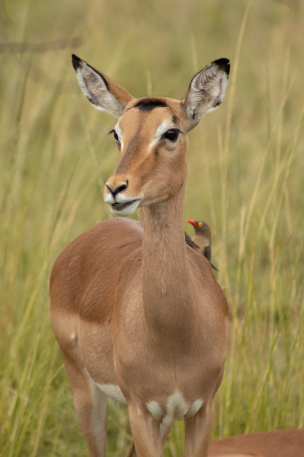 brown deer