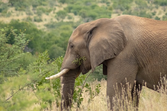 brown elephant during daytime in Pilanesberg National Park South Africa