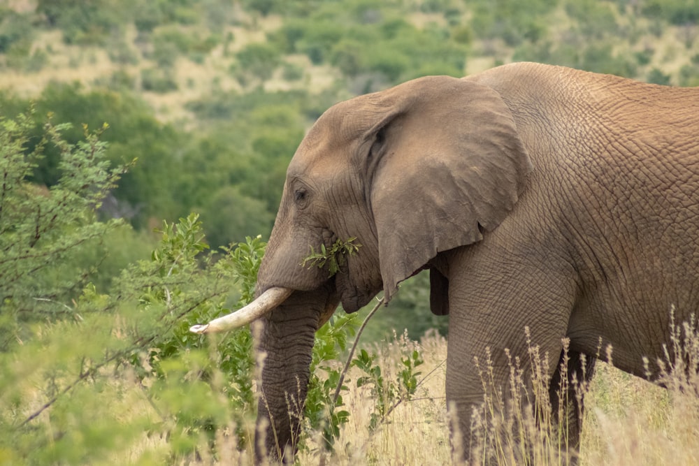 brown elephant during daytime