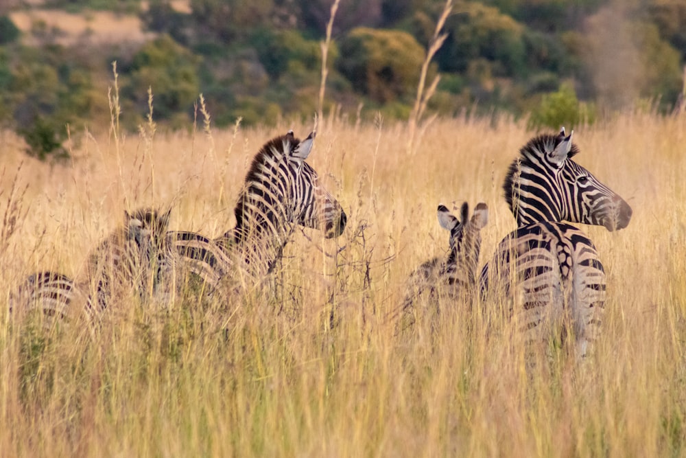 zebras in a field during daytime