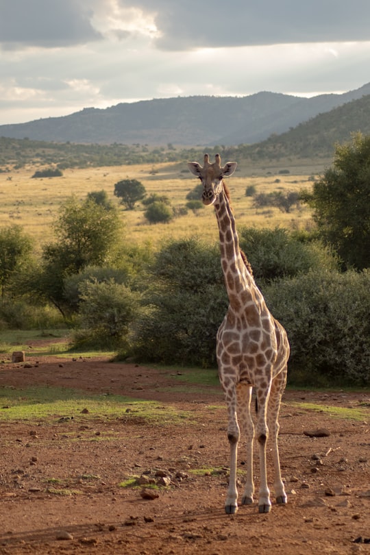 brown and beige giraffe in Pilanesberg National Park South Africa