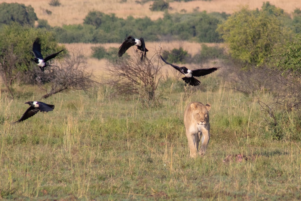 lioness on green field and four black and white birds flying