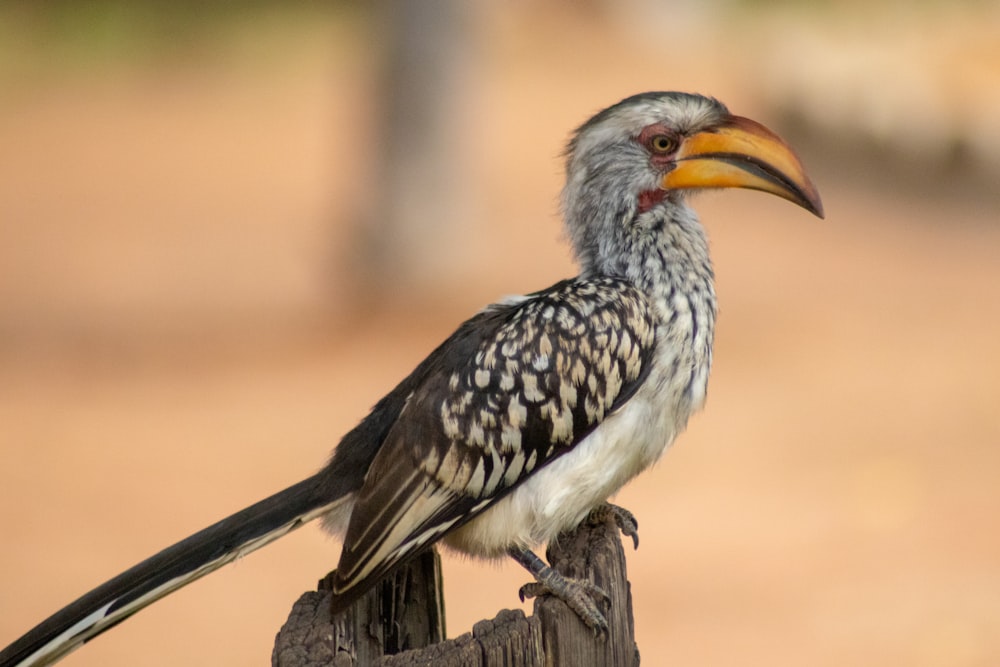 oiseau blanc et noir pendant la photographie de gros plan de jour