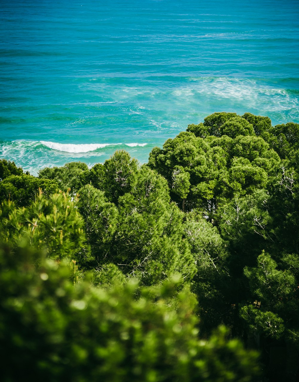 green trees body of water