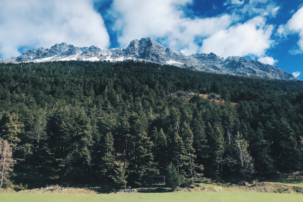 mountain covered with snow surrounded with tall and green trees