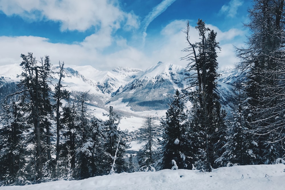 trees near snow covered mountains under cloudy sky