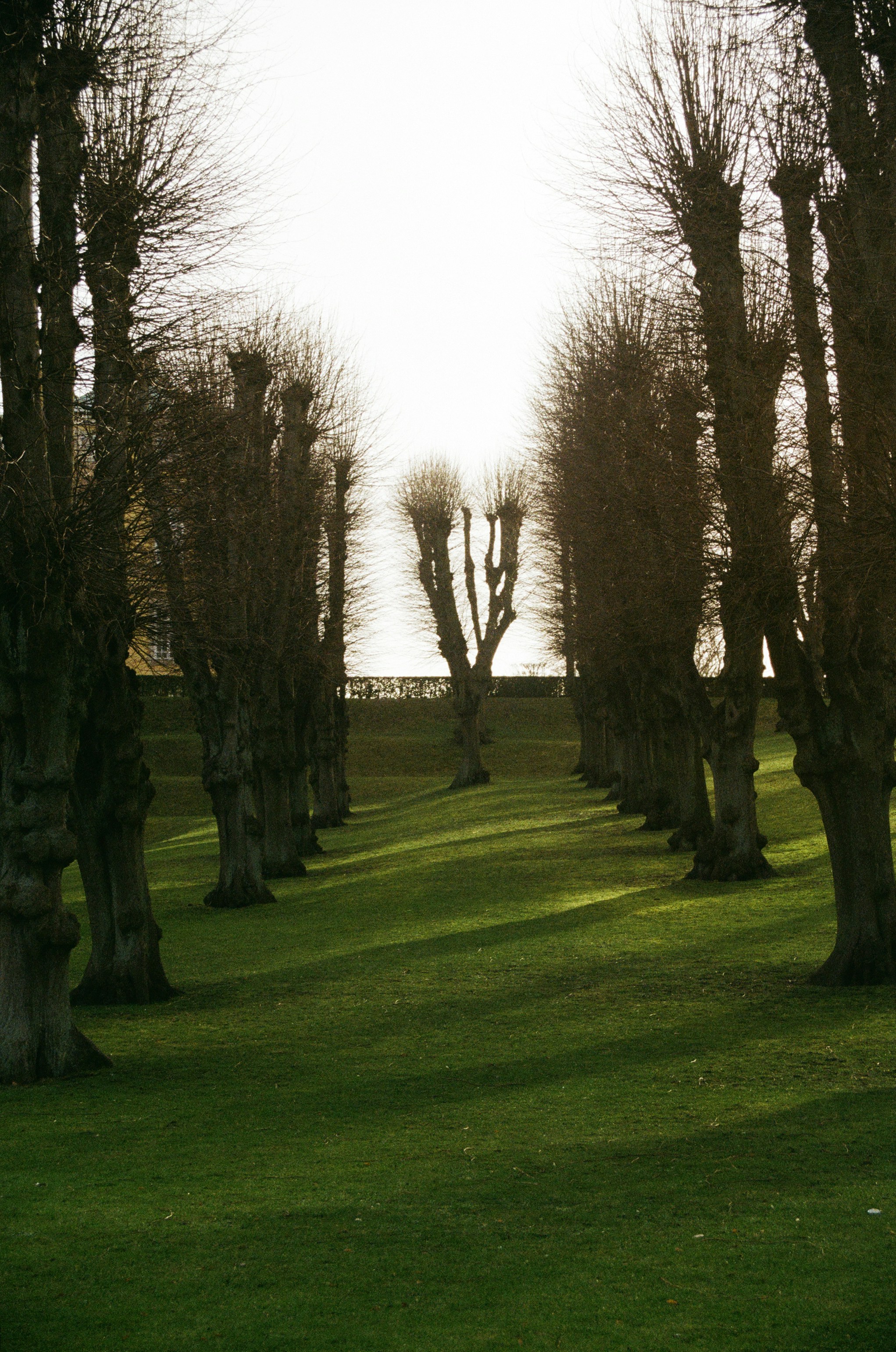 bare trees during daytime