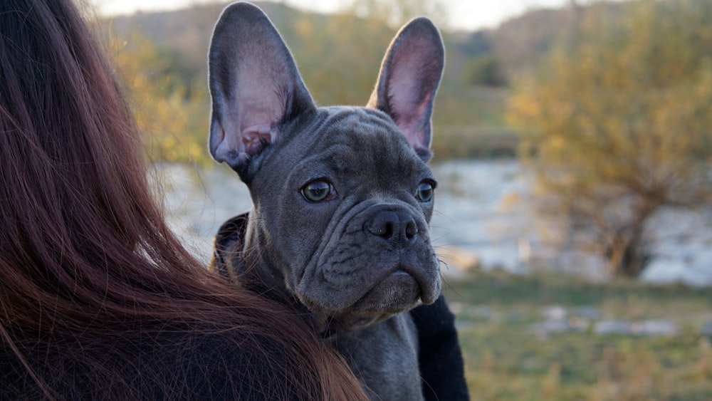 shallow focus photo of short-coated black dog