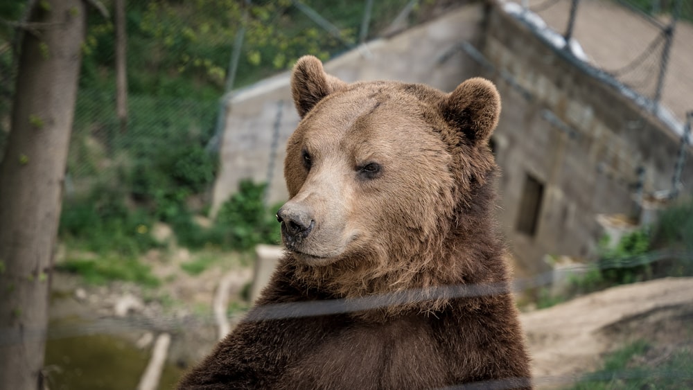 brown bear during daytime