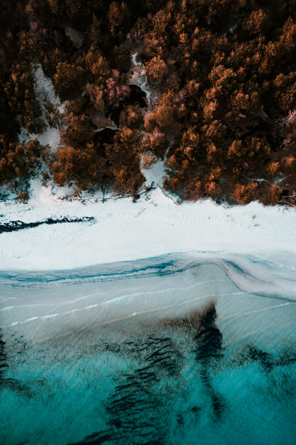 fotografia aerea di alberi marroni accanto allo specchio d'acqua