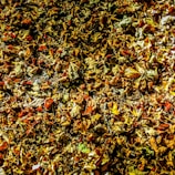 Abstract close-up of colorful autumn leaves layered on the ground.