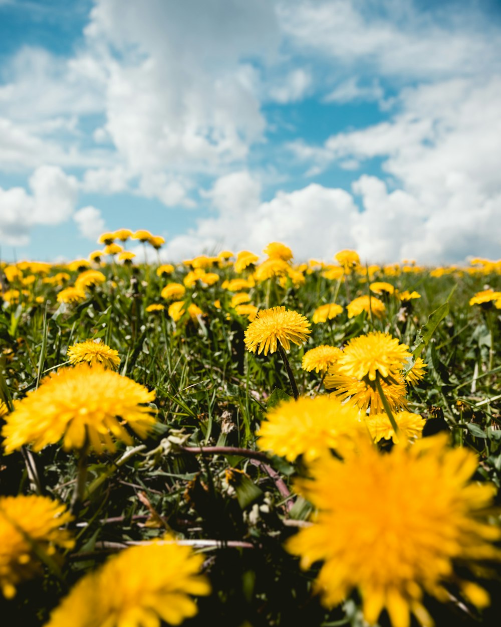 yellow petaled flower lot during daytime