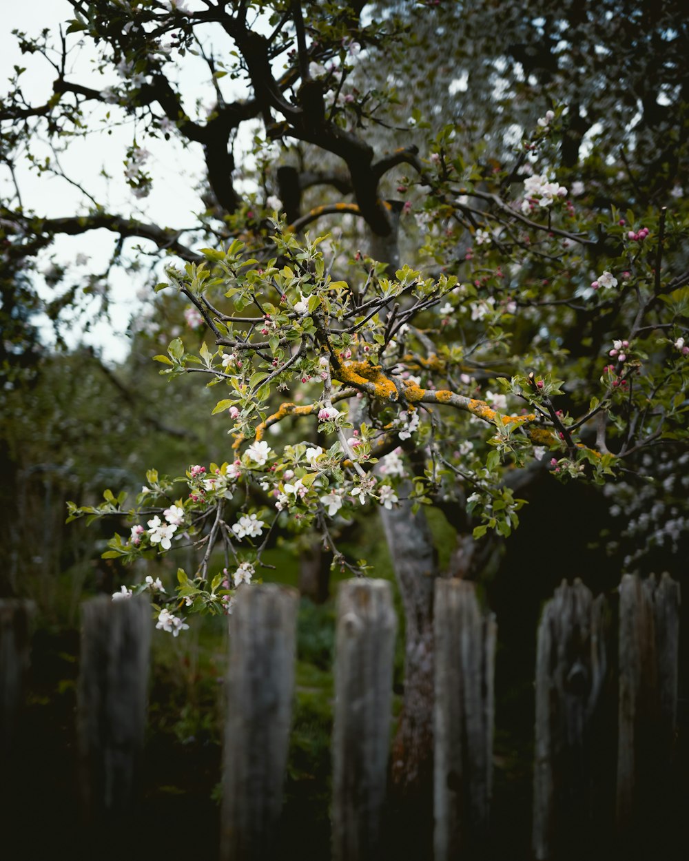 white petaled flower