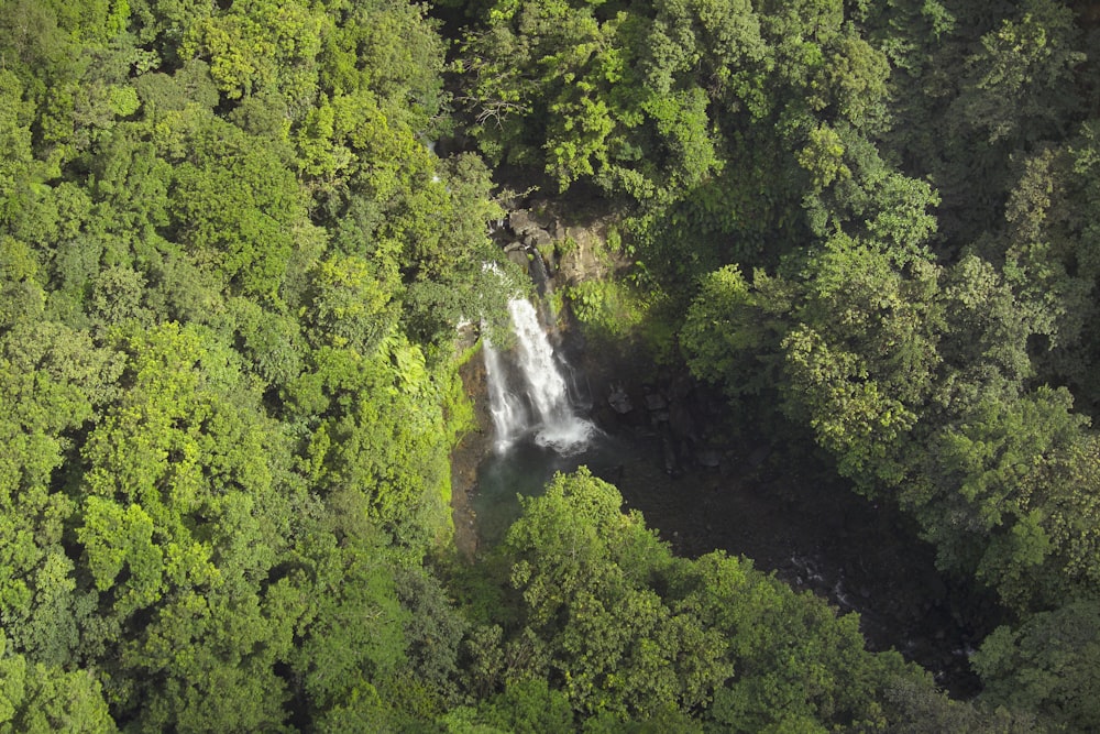 aerial view of trees near waterfalls