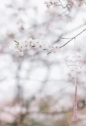 Gentle wind moving through delicate pink cherry blossoms in spring