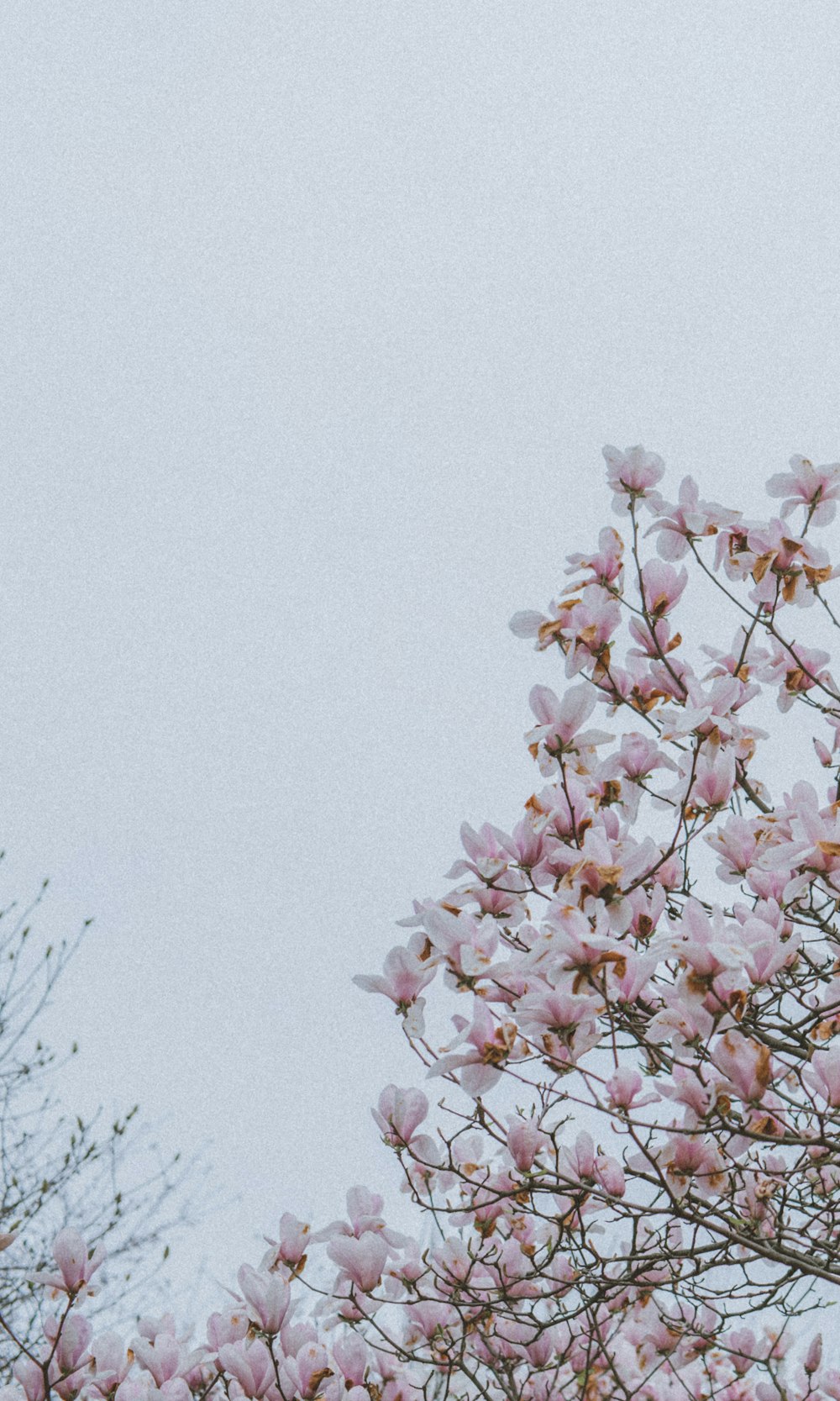 pink tree