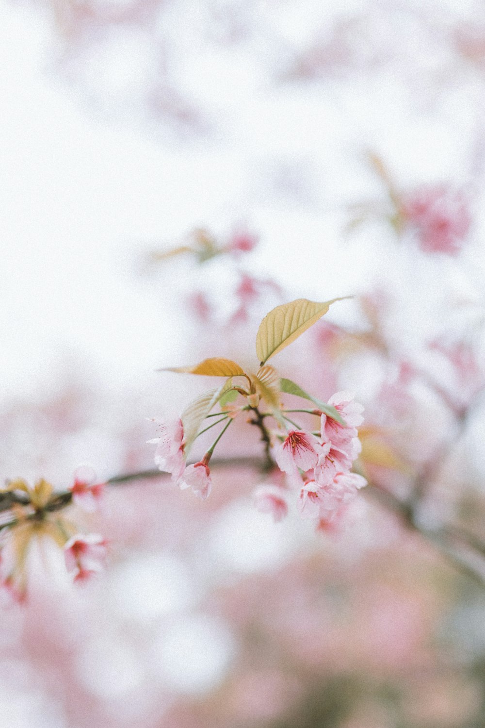 pink flower tree