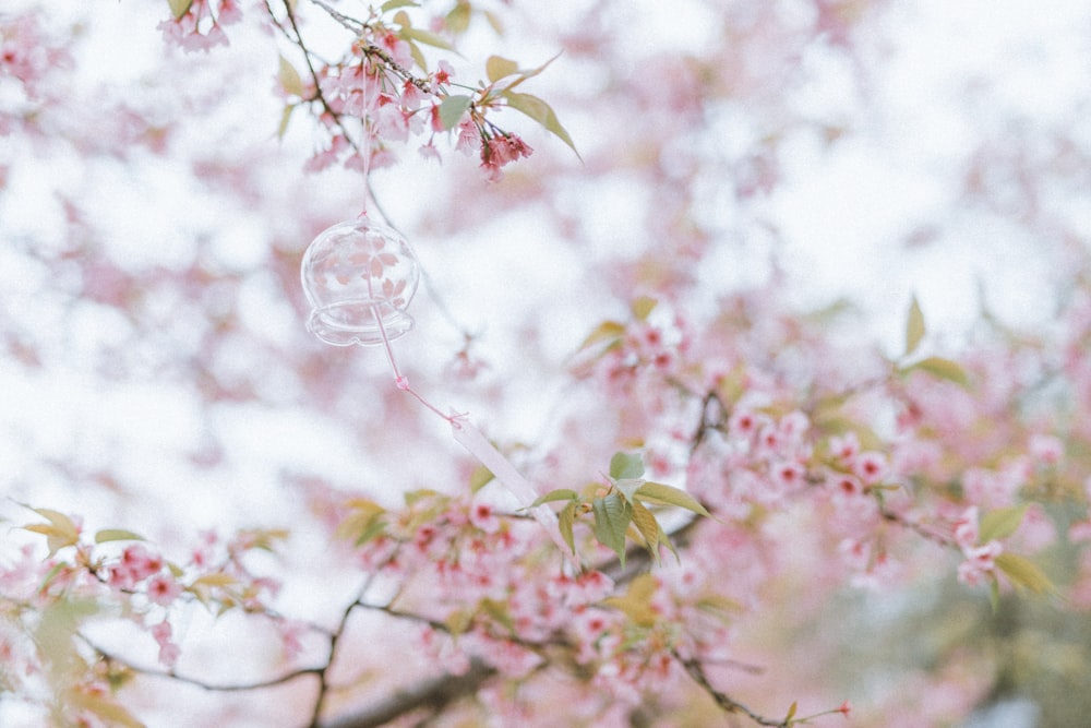 shallow focus photo of pink flowers