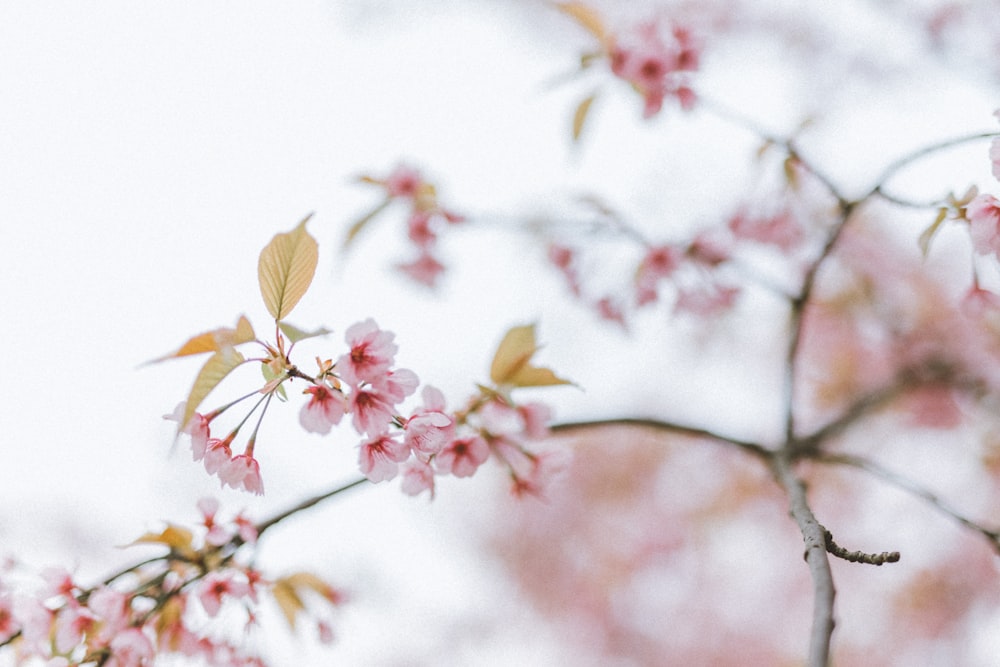 blooming pink cherry blossoms