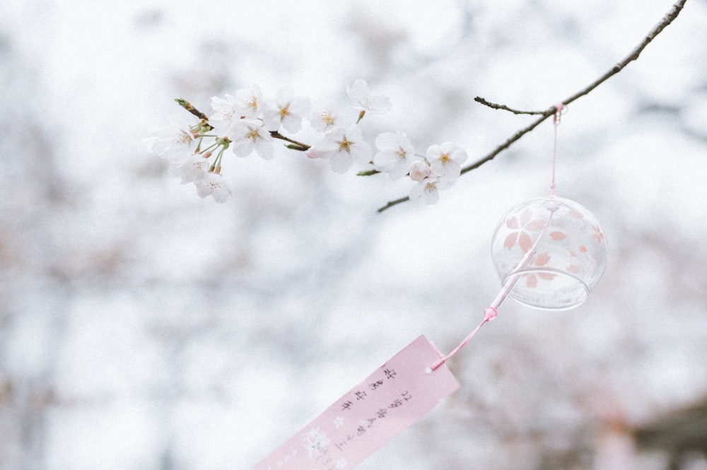 shallow focus photo of white flowers