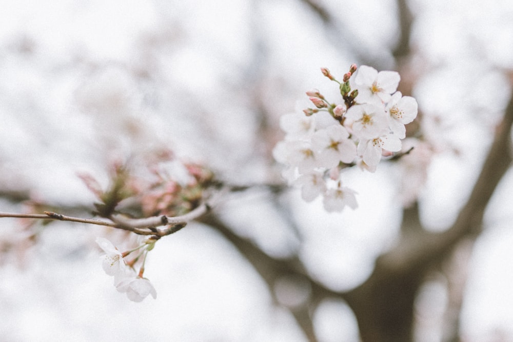 white flower tree