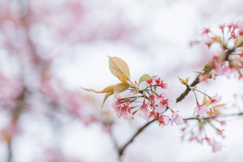 pink petaled flowers