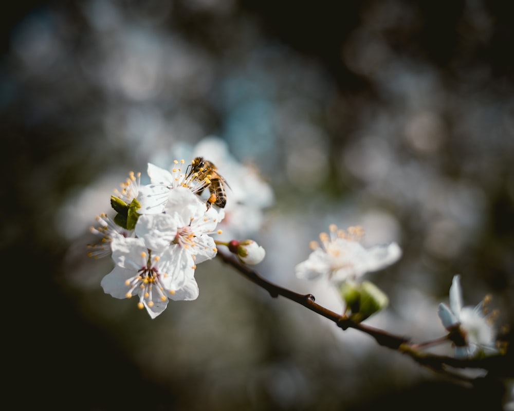 honey bee sniffing on white petaled flower