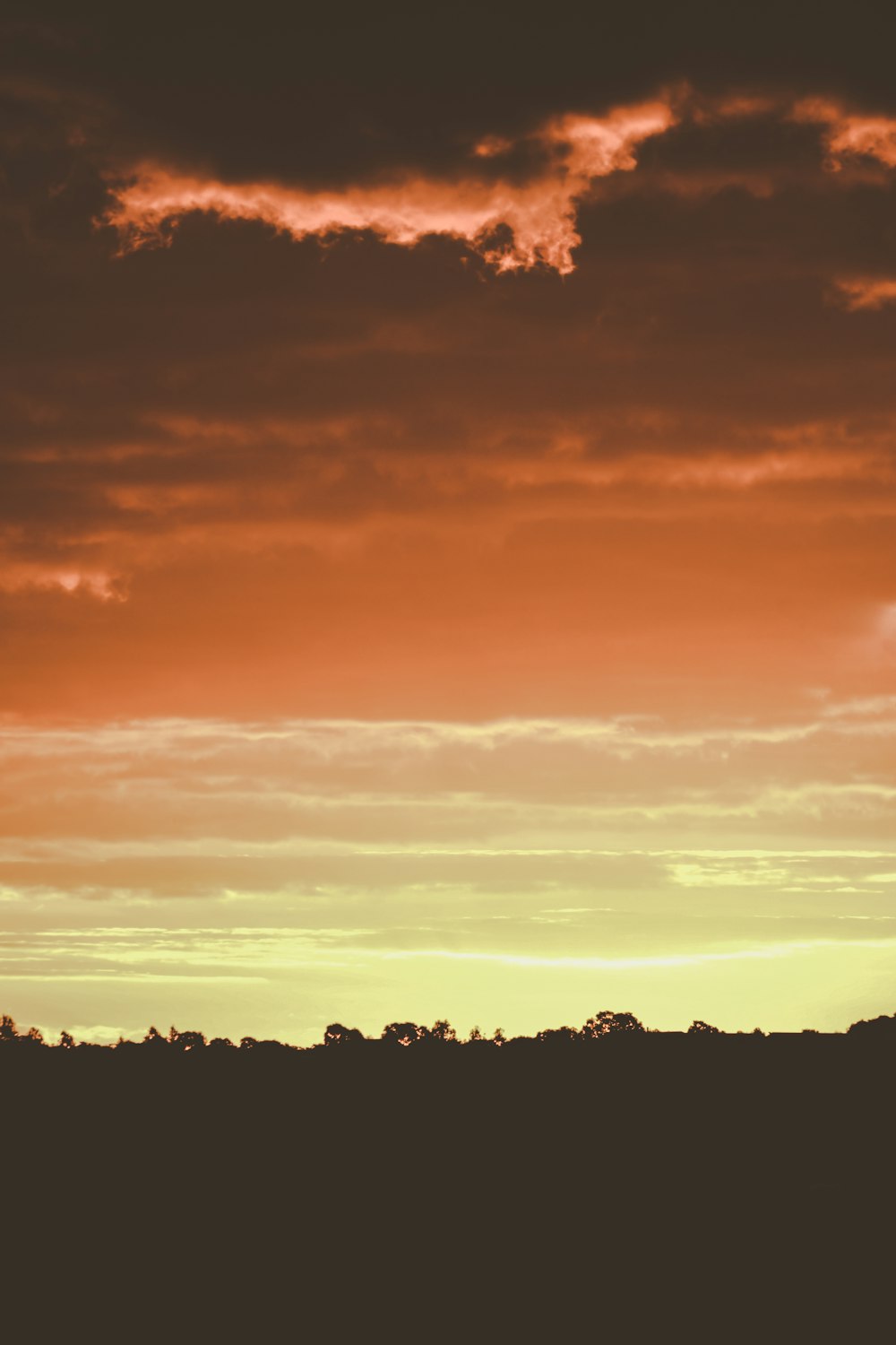 silhouette of trees under cloudy skyt