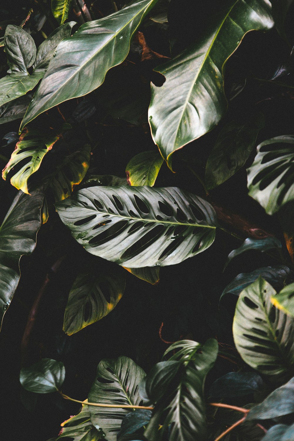 a close up of a green leafy plant