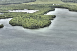Lush green mangrove forests are surrounded by calm, winding waters. The dense vegetation contrasts with the smooth surface of the water, creating a serene and natural landscape.