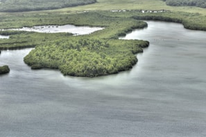 Lush green mangrove forests are surrounded by calm, winding waters. The dense vegetation contrasts with the smooth surface of the water, creating a serene and natural landscape.