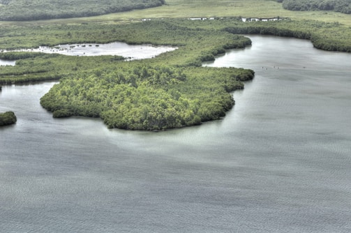 Lush green mangrove forests are surrounded by calm, winding waters. The dense vegetation contrasts with the smooth surface of the water, creating a serene and natural landscape.