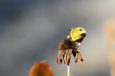 shallow focus photo of yellow bird