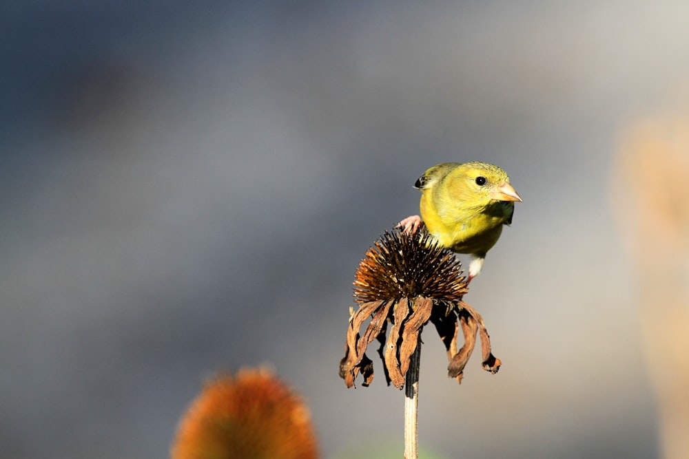 shallow focus photo of yellow bird