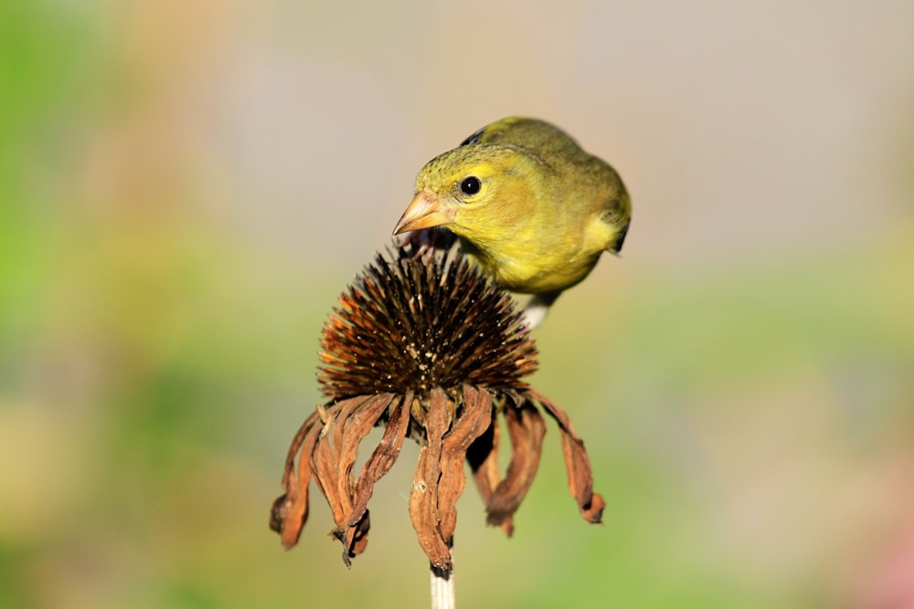 yellow bird on withered flower